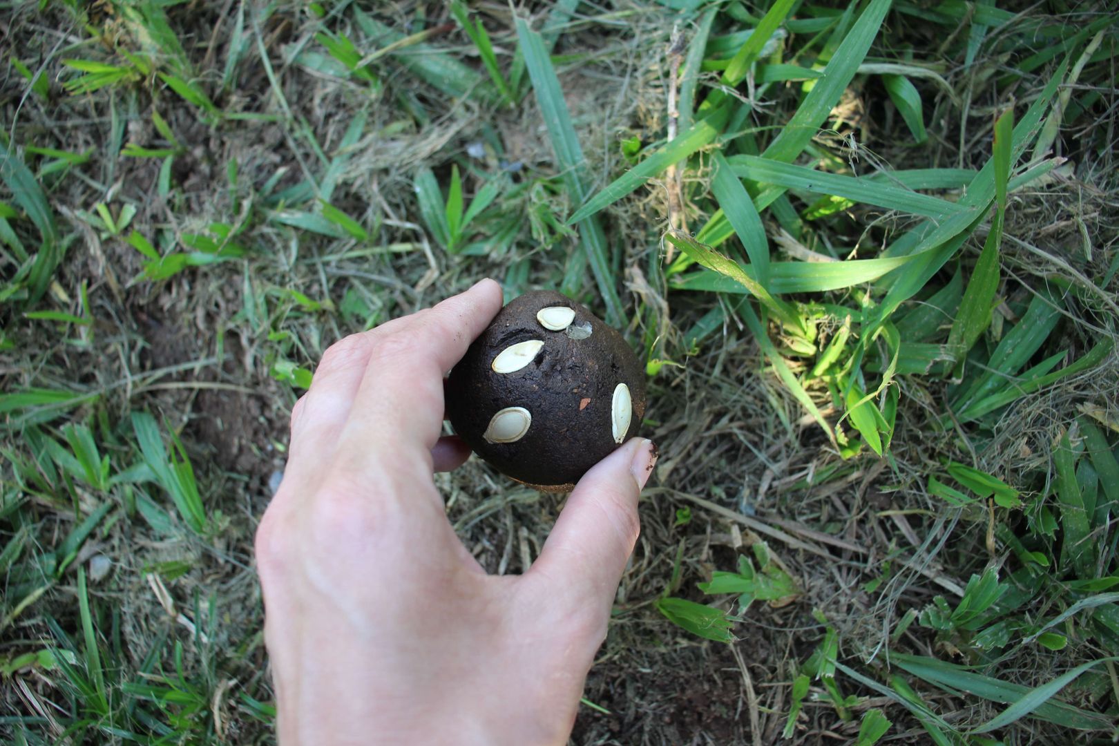 Adım 7: Tohum bombası nasıl ekilir