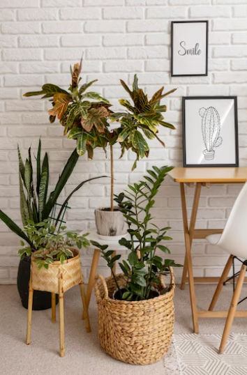 7 Moeilijk Te Doden Planten die Gedijen met Minimale Inspanning | homify