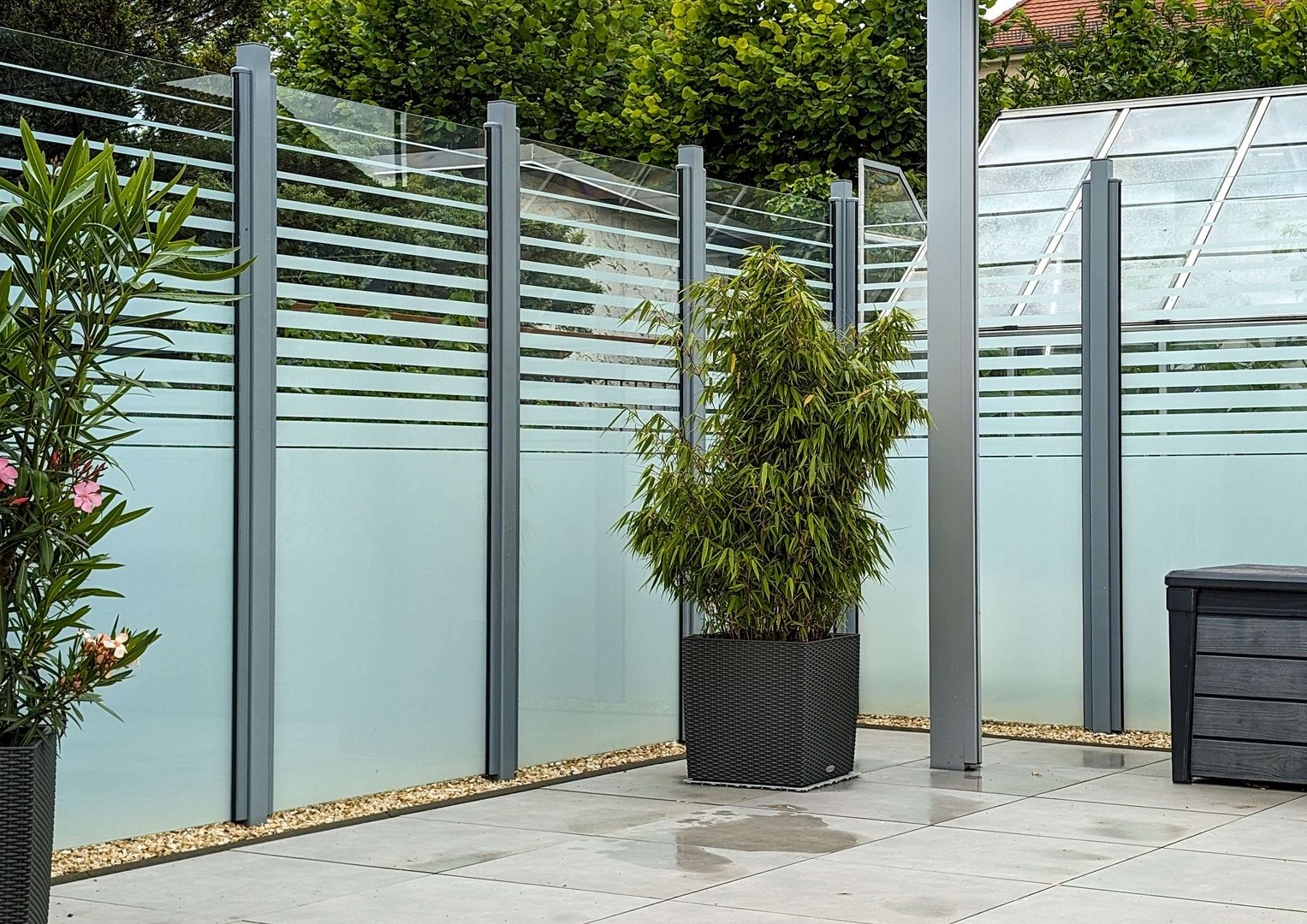 elefantenfu im badezimmer Elefantenfu kaufen  pflegeleichte Beaucarnea mit Charakter   MyZimmerpflanze.de