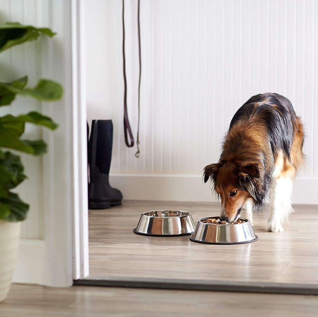 Accesorios para perros: 6 cosas para tu nueva mascota que no pueden faltar  en casa