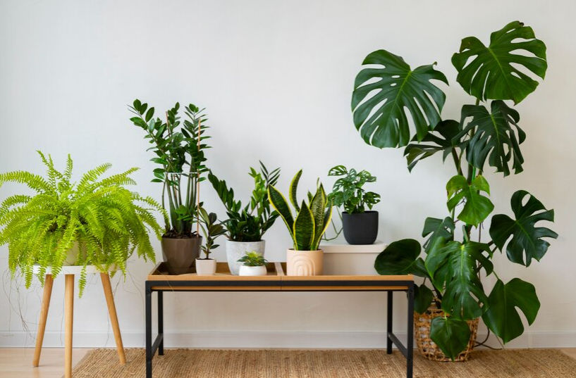 7 Moeilijk Te Doden Planten die Gedijen met Minimale Inspanning | homify