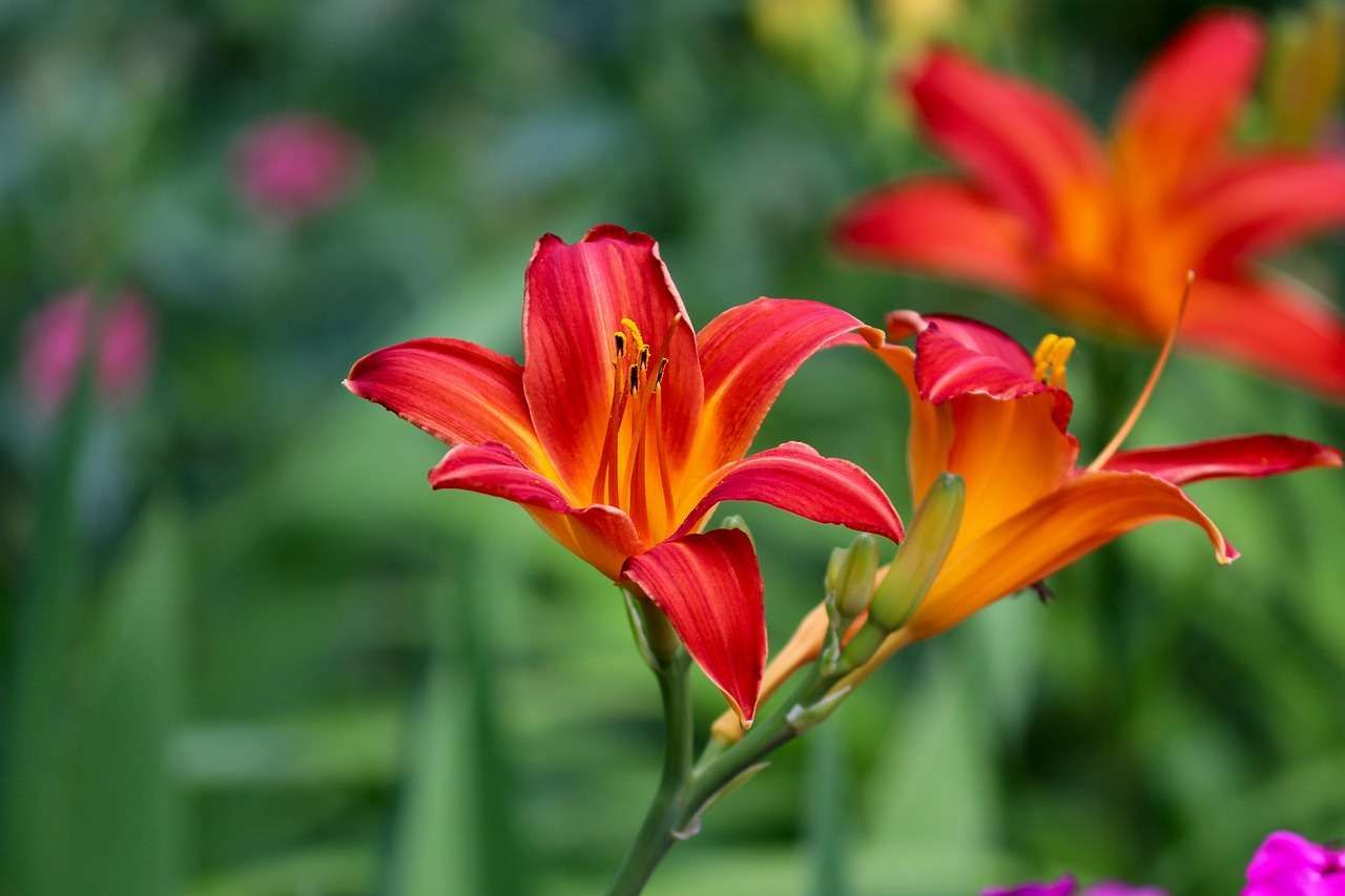 5 piante da esterno resistenti tutto l'anno: bellezza duratura nel tuo  giardino