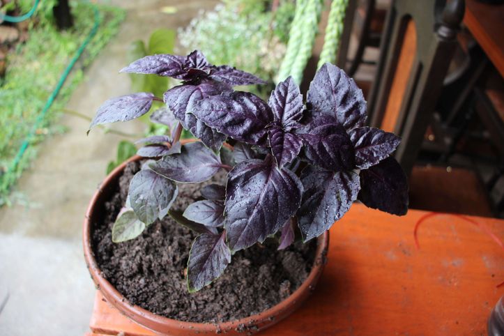 Your 8 Step Guide on Caring for Ocimum Basilicum Purpurea Purple