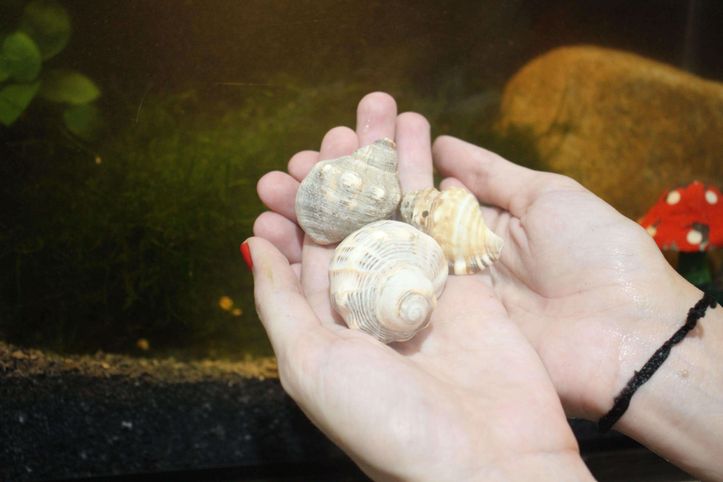 Accessori per ottenere il massimo dal vostro acquario