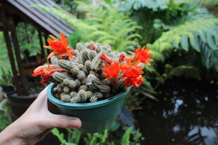 Jardinagem DIY | Como cuidar de Cacto Amendoim (Echinopsis Chamaecereus) |  homify