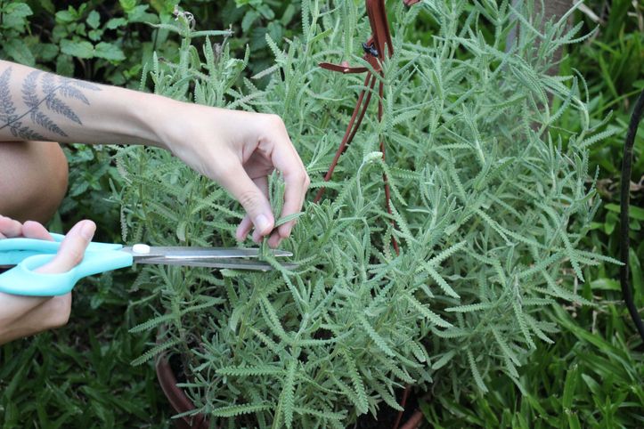 Come fare il sapone alla lavanda in 9 passi fai da te