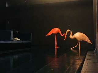 Flamingos, ZOOZOO friends for life ZOOZOO friends for life Gartenpool