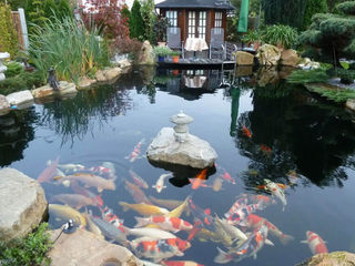 Thiết kế thi công hồ cá koi, Saigonpoolspa Saigonpoolspa Garden Pond