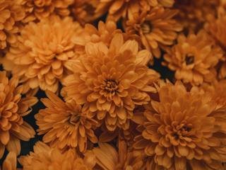 EA20250731-23909 Press profile homify Study/office Flower, Petal, Yellow, Orange, Close-up, Flowering plant, Floristry, Macro photography, Floral design, Perennial plant