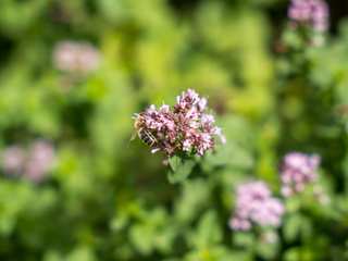 Sensory Family Garden Design Project, ED Gardens ED Gardens Interior garden