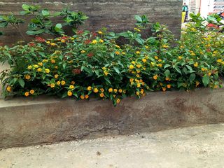 Compound Wall - Uttarahalli, Cherry Gardens Cherry Gardens Jardines en la fachada