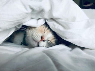 EA20250429-23696 Press profile homify Master bedroom Cat, Felidae, Felinae, Carnivores, Whiskers, Linens, Snout, Fur, Bedding, Bed sheet