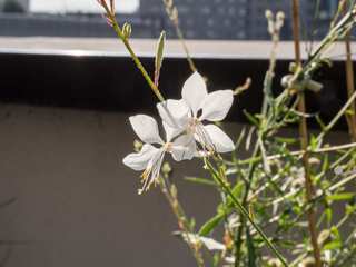 ROOF TERRACE GARDEN DESIGN, ED Gardens ED Gardens Interior garden
