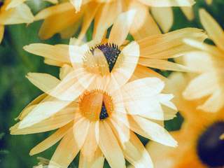 EA20250731-23909 Press profile homify Study/office Flower, Petal, Yellow, Close-up, Pollen, Daisy family, Macro photography, Wildflower, Black-eyed Susan, Cut flowers