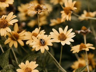 EA20250731-23909 Press profile homify Study/office Flower, Petal, Yellow, Close-up, Flowering plant, Wildflower, Pollen, Herbaceous plant, Plant stem, Macro photography