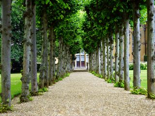 EA20250120-23413 Press profile homify Asian style bathroom Shrub, Garden, Groundcover, Walkway, Shade, Landscaping, Lawn, Park, Yard, Hedge