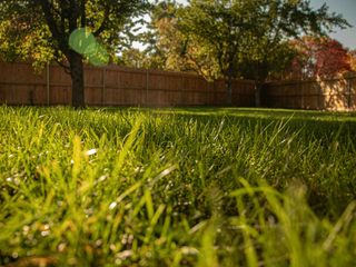 EA20250120-23413 Press profile homify Asian style bathroom Green, Grass, Lawn, Land lot, Groundcover, Grasses, Garden, Sunlight, Spring, Yard