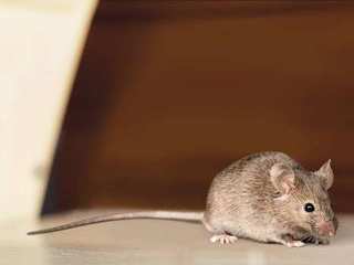 EA20250227-23538 Press profile homify Prefabricated Garage Rodent, Rat, Muroids, Pack rats, Deer mice, Murids, Pest, Whiskers, Meadow jumping mouse, Snout