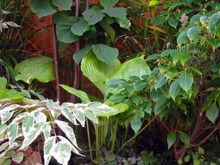 Wandsworth Large Modern Town Garden, MyLandscapes MyLandscapes Zen garden