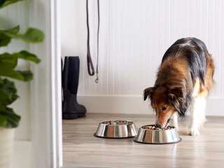 Best products for your pet, Press profile homify Press profile homify Weitere Zimmer
