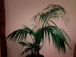EA20250917-23977 Press profile homify Patios & Decks Flowerpot, Houseplant, Plant stem, Palm trees