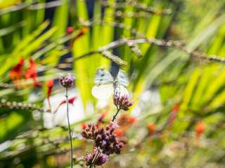 Multi-Level Garden With Office and Privacy Planting, ED Gardens ED Gardens Zen garden