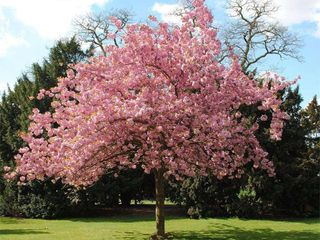 Japanese Bonsai Cherry Blossom Seeds Press profile homify Gartenhaus Wolke, Anlage, Blume, Himmel, Baum, Natürliche Landschaft, Zweig, Gras, Rosa, Bodendecker