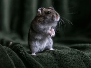 EA20250227-23538 Press profile homify Prefabricated Garage Rodent, Muroids, Hamster, Rat, Whiskers, Pest, Snout, Murids, Fur, Deer mice