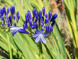 Multi-Level Garden With Office and Privacy Planting, ED Gardens ED Gardens Zen garden