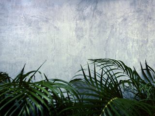 EA20250917-23977 Press profile homify Patios & Decks Palm trees